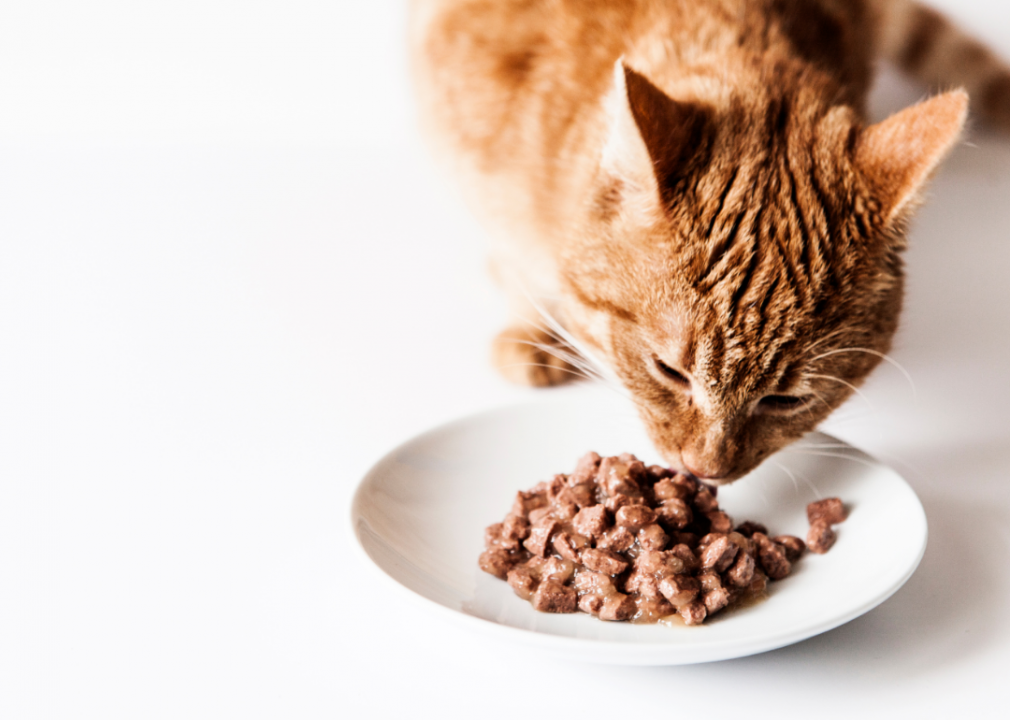 Cat food
